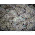 Normal White Garlic Fresh Crop 2019 Jinxiang